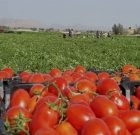 برداشت گوجه از مزارع استان بوشهر به روایت تصویر