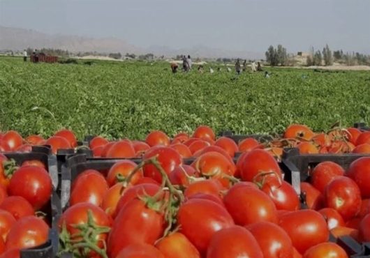 برداشت گوجه از مزارع استان بوشهر به روایت تصویر