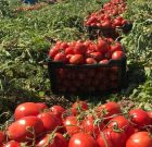 عوارض صادراتی گوجه فرنگی حذف می شود عوارض صادراتی گوجه فرنگی حذف می شود