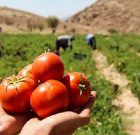 خرید توافقی گوجه فرنگی صنعتی در استان بوشهر خرید توافقی گوجه فرنگی صنعتی در استان بوشهر