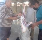 ذبح قربانی در شهرستان دیر به مناسبت عید قربان