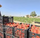 دیر، قلب تپنده تولید گوجهفرنگی خارج از فصل کشور / سهمی تعیینکننده در تنظیم بازار و صادرات دیر، قلب تپنده تولید گوجهفرنگی خارج از فصل کشور / سهمی تعیینکننده در تنظیم بازار و صادرات